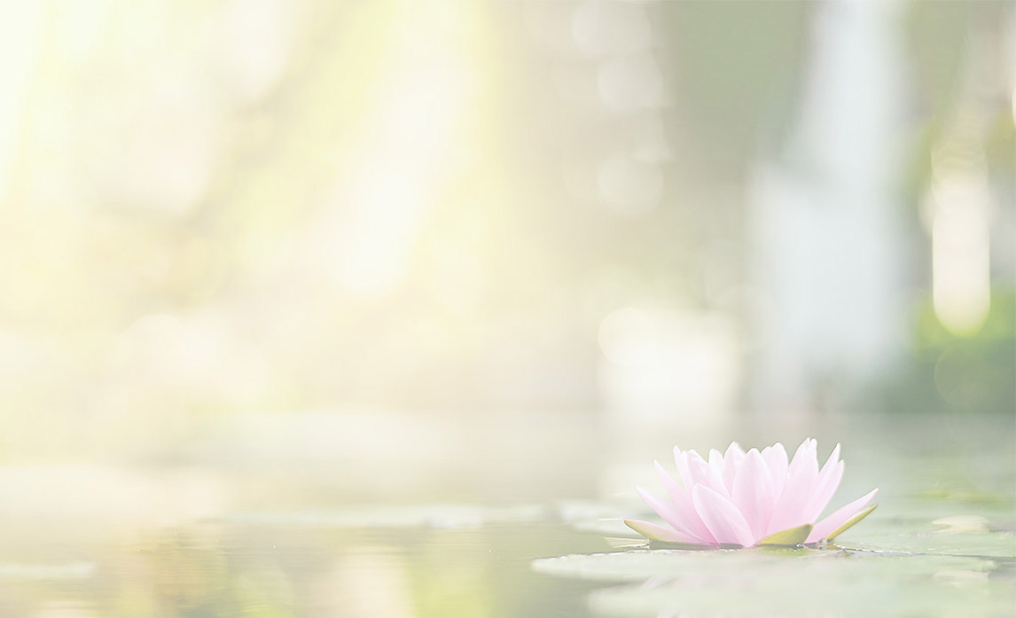 A pink lotus in a serene pond.