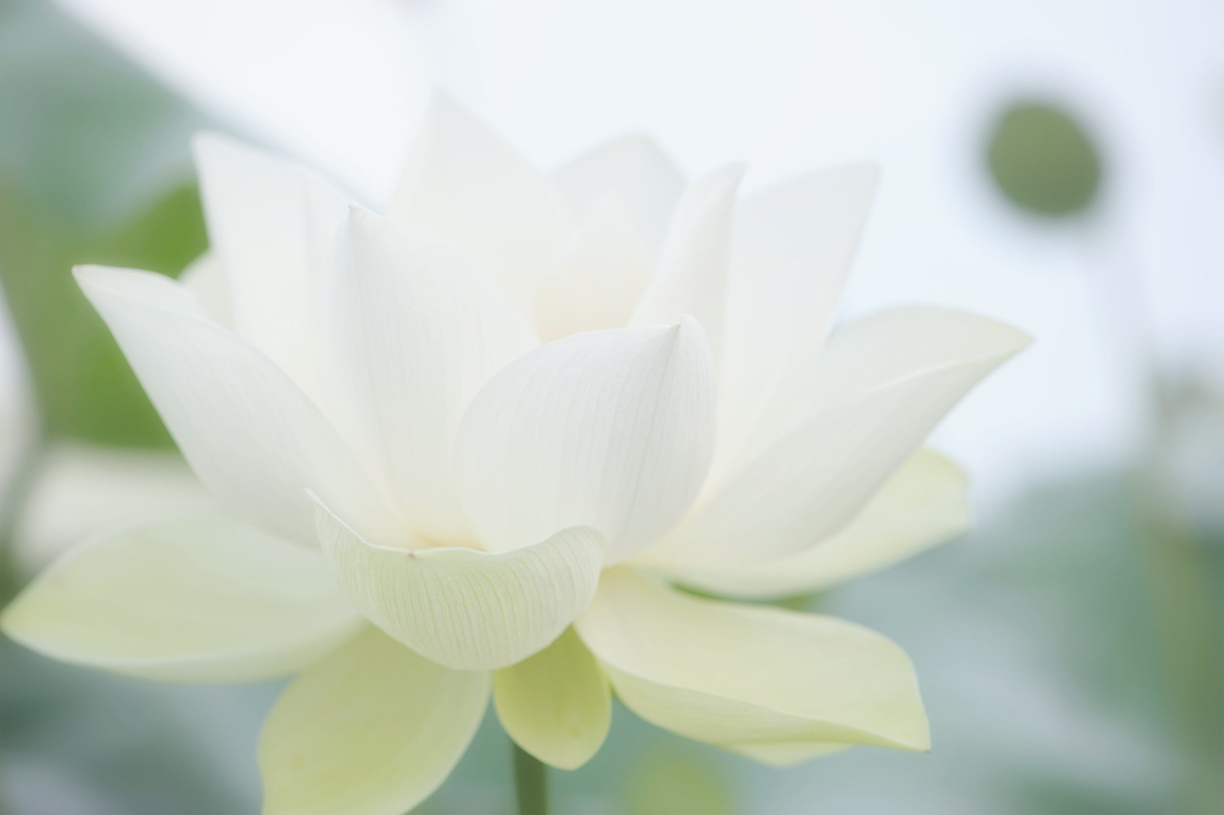 A beautifully blooming white lotus.