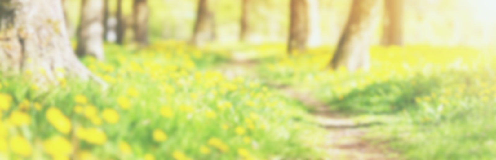 A brightly lit forest full of yellow flowers blooming.