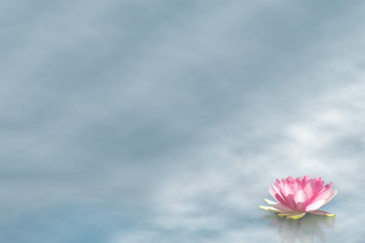 A lotus floating peacefully in a pond.