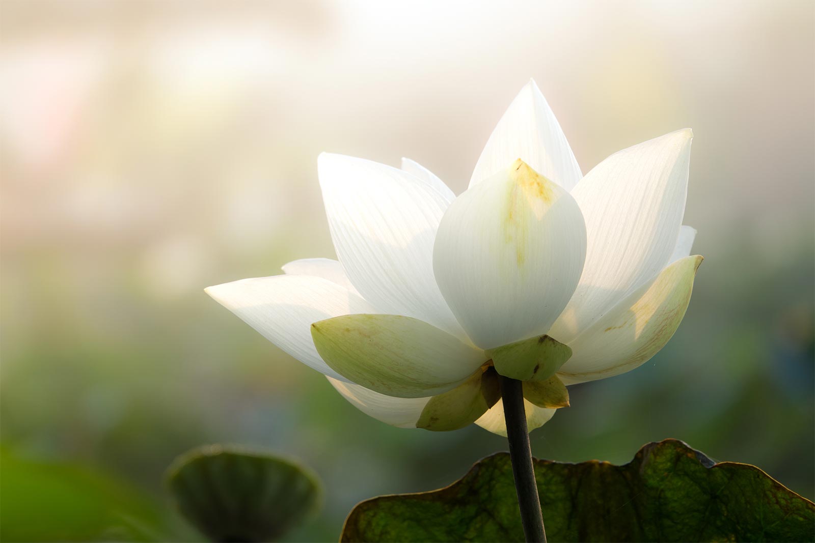 A beautiful and calming white lotus blooming under the sun.
