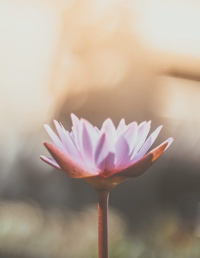 A lotus flower blooming against a peaceful background.
